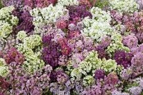 Lobularia Maritima Paletta Mix, Flower Garden 200 Seeds per pack