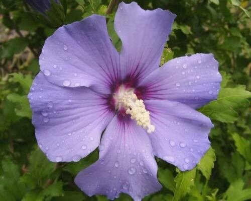 White Rose Perennial Flower Potted Or Garden 5 Seeds