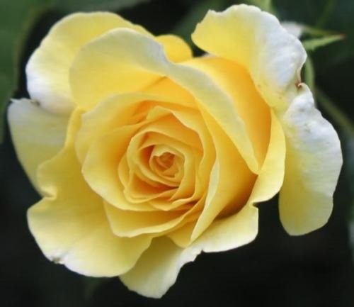 Yellow Rose Perennial Flower Potted Or Garden 5 Seeds