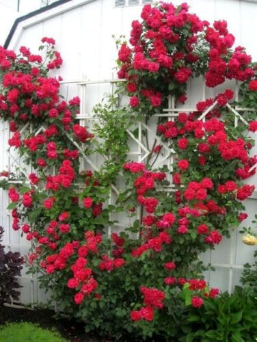 Red Climbing Rose Decore Perennial Flower Potted Or Garden 5 Seeds