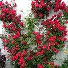 Red Climbing Rose Decore Perennial Flower Potted Or Garden 5 Seeds