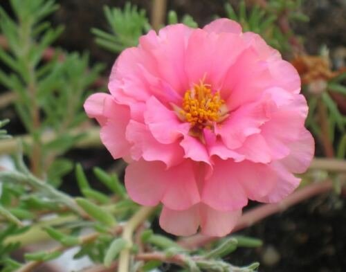 Pink Portulaca Rose Collection Perennial Flower Potted 100 Seeds