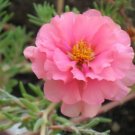 Pink Portulaca Rose Collection Perennial Flower Potted 100 Seeds