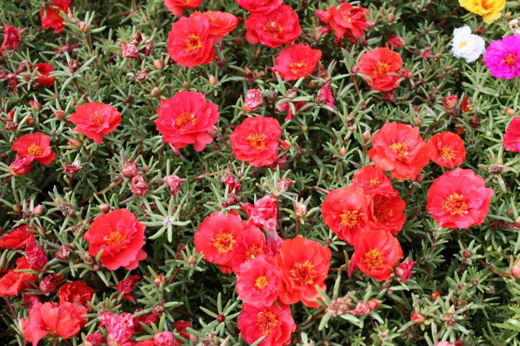 Red Portulaca Rose Collection Perennial Flower Potted 100 Seeds