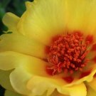 Yellow Portulaca Rose Collection Perennial Flower Potted 100 Seeds