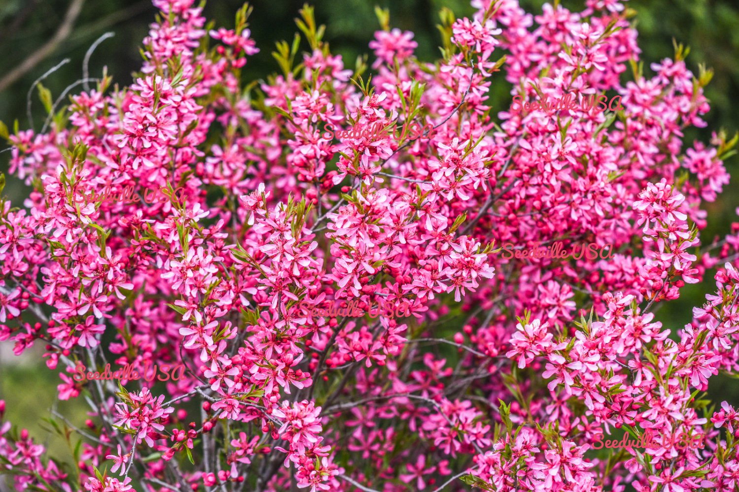 Dwarf Russian Almond Rose Collection Perennial Flower Potted 5 Seeds