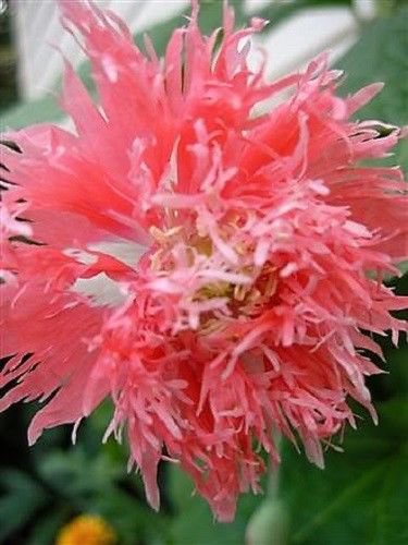 Super Collection 250 Seeds Venus Peony Rose Collection Perennial Flower