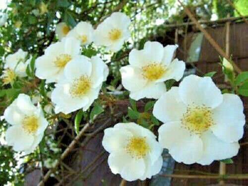 Collection White Japanese Decore Perennial Rose Flower Potted 10 Seeds