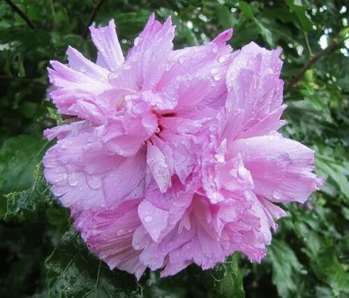 Light Pink Double Rose Collection Perennial Flower Potted 50 Seeds
