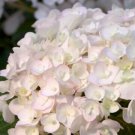 White Blushing Bride Hydrangea Seeds Perennial Flower 5 pcs/bag