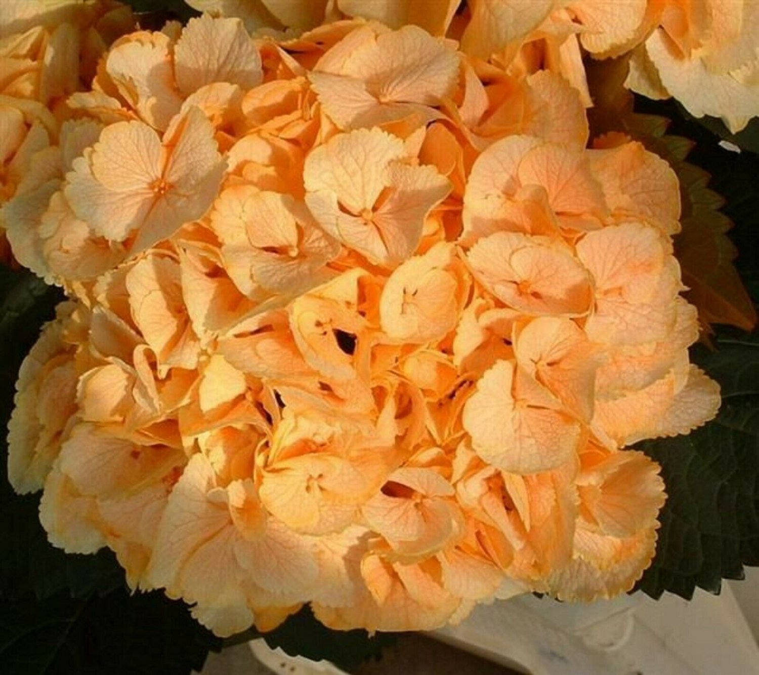 Yellow  Hydrangea Seeds Perennial Flower 5 pcs/bag