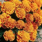 Marigold Honeycomb detailed French 50 seeds