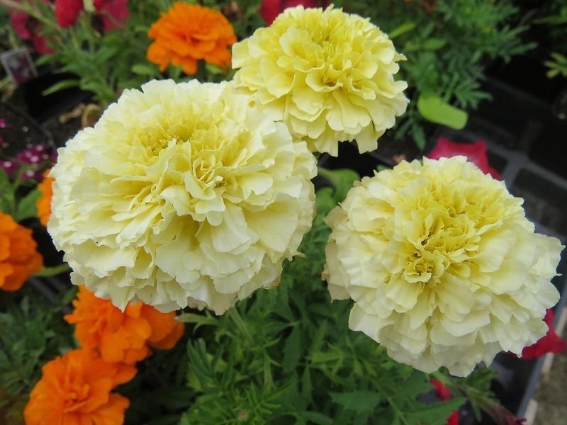 Vanilla White Marigold 50 seeds