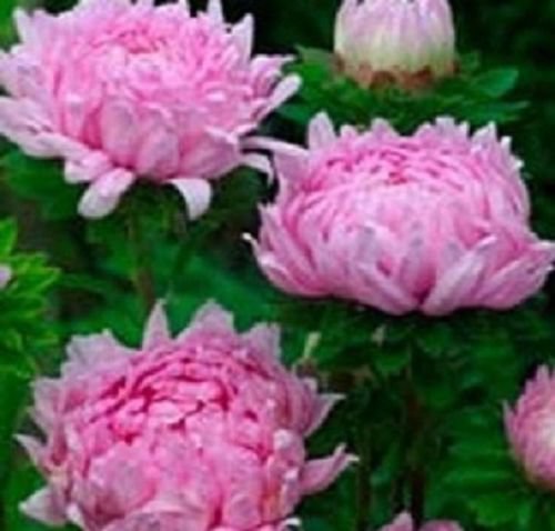 Peony Aster Duchess Coral Rose Flower 50 Seeds