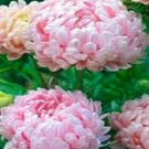 Peony Aster Duchess Apricot Rose Flower 50 Seeds