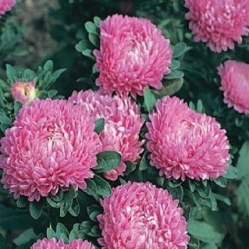 Fresh Aster Callistephus Dwarf Rose Flower 100 Seeds