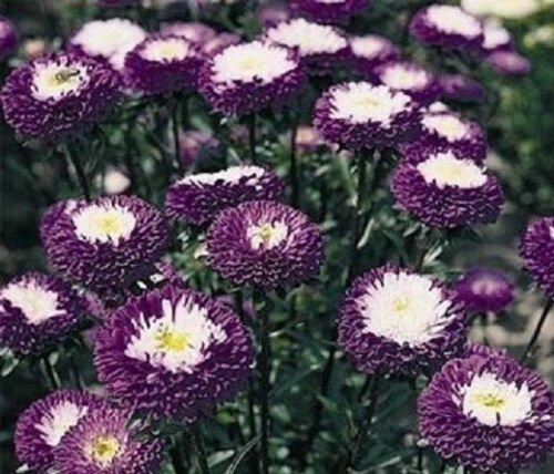 Fresh Aster Pompon Blue Rose Flower 100 Seeds
