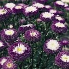Fresh Aster Pompon Blue Rose Flower 100 Seeds