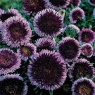 Fresh Aster Pompon Blue Moon Rose Flower 100 Seeds