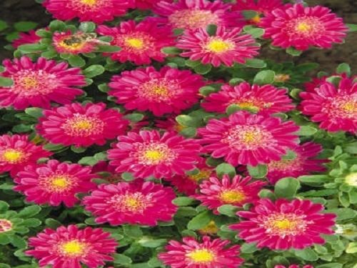 Fresh Red Aster Dep Rose Flower 100 Seeds