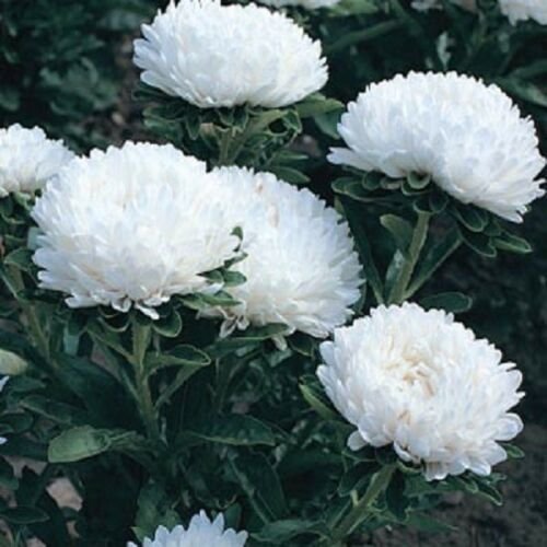 Duchess White Fresh Aster Rose Flower 50 Seeds