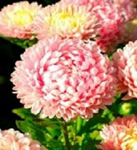 Romantic Duchess Pink Fresh Aster Rose Flower 50 Seeds