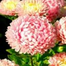 Romantic Duchess Pink Fresh Aster Rose Flower 50 Seeds