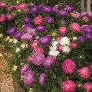 Fresh Aster Flower Double Rainbow colorfull 100 Seeds