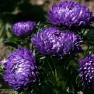 Fresh Aster Flower Callistephus Drarf Milandy Blue 100 Seeds