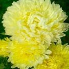 Duchess Yellow Fresh Aster Flower 50 Seeds