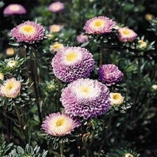 Favorite Pompon Light Blue Fresh Aster Flower 100 Seeds