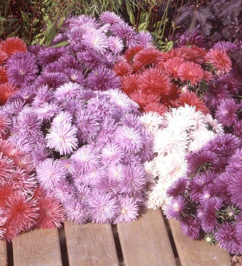 Harry Potter Mixed Fresh Aster Rose Flower 50 Seeds