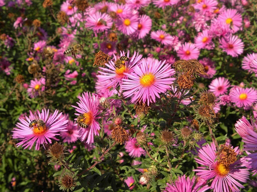 Garden Collection Leader Ruby Aster Flower 50 Seeds