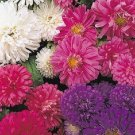Fresh Aster Flower Pot Patio Mix 100 Seeds