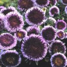 High Germation Blue and White Premium Aster 100 Seeds