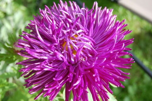 VIOLET PURPLE NEEDLE ASTER Callistephus Unicom Flower 30 seeds