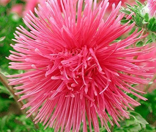 SALMON NEEDLE ASTER Callistephus Unicom Flower 30 seeds