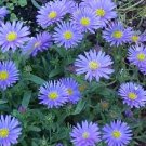 Best Blue WONDER OF STAFFA ASTER Flower 50 seeds