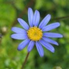 Blue RICE BUTTON ASTER Dumosus Flower 50 seeds