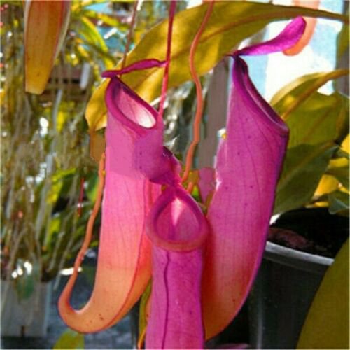 Blue Nepenthes Eating Mosquito Carnivorous Plants 20 seeds