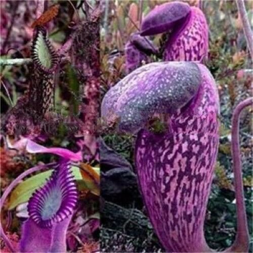 Blue 330 Nepenthes Eating Mosquito Carnivorous Plants 20 seeds