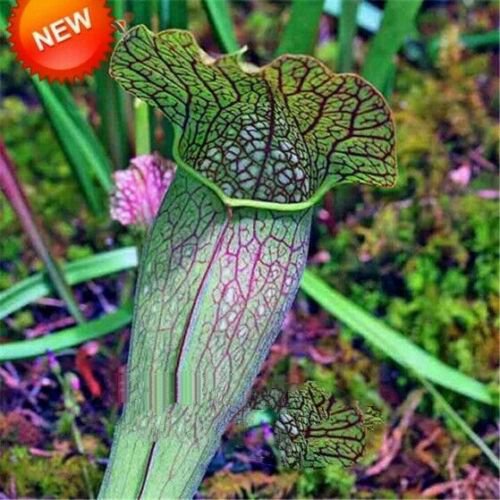 Green 113 Nepenthes Eating Mosquito Carnivorous Plants 20 seeds