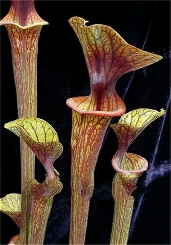 Green 179 Nepenthes Eating Mosquito Carnivorous Plants 20 seeds