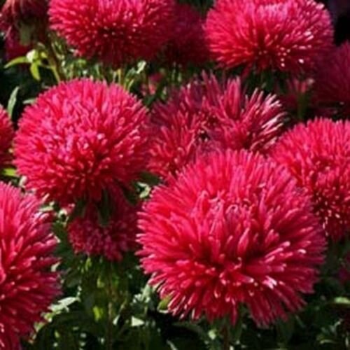 Aster -Gremlin Double - Red Flower 50 seeds