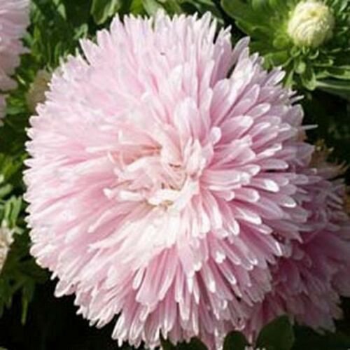 Aster Gremlin Double Light Rose Flower 50 seeds