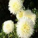 Violet Aster Double - Yellow Collection Flower 50 seeds