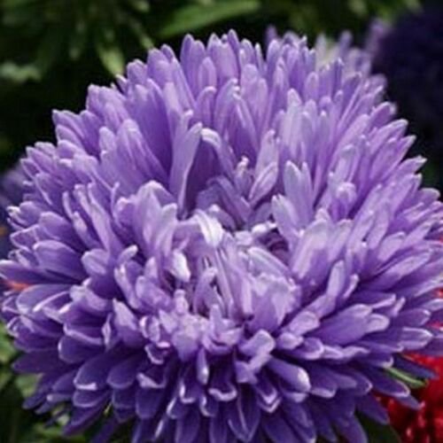 Fresh Aster Gremlin Double - Lavender Flower 50 seeds
