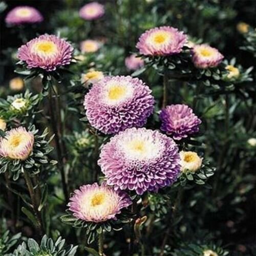Fresh Aster Pompon - Light Blue Flower 50 seeds