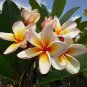 1 Pcs ROOTED PLUMERIA PLANT Seedling "Coral Cream" 2-3"