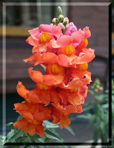 US Only ORANGE WONDER SNAPDRAGON Antirrhinum Majus Flower 250 Seeds